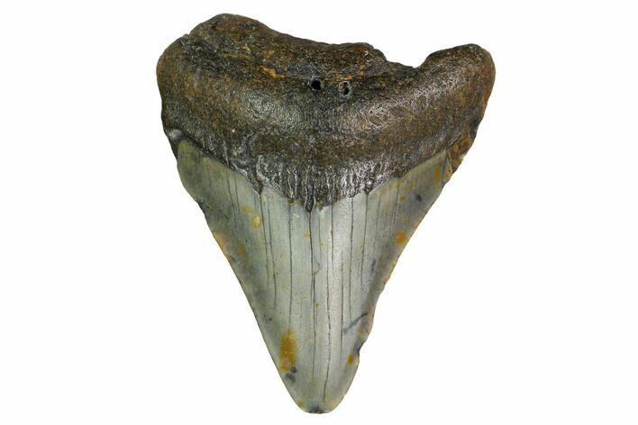 Bargain, Megalodon Tooth - North Carolina #152942